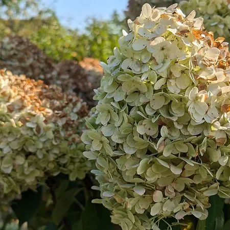 App Gutmann * 奥茨塞巴德·迪尔哈根